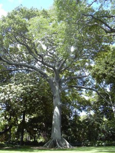 Kapok_tree_Honolulu